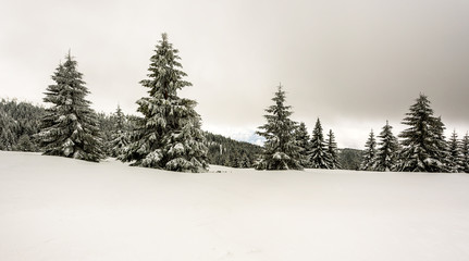 Awesome winter landscape with furs covered in snow. Frosty mountain day, exotic wintry scene.
