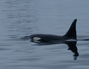 Close encounter with a killer whale  (Orcinus orca) pod feeding in the icy waters along the Antarctiic Peninsula coast, Antarctica