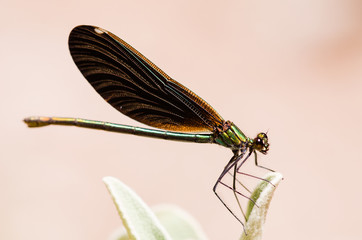 Brown and green small dragonfly.