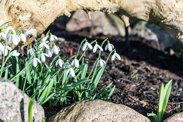 Fresh green field with snowdrop spring flowers 