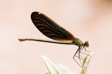 Brown and green small dragonfly.
