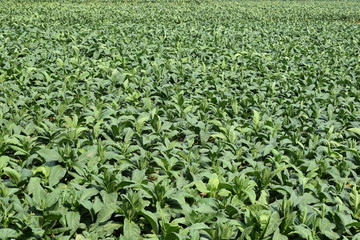 Tobacco Fields