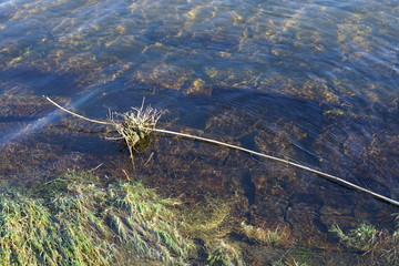 Sonniger Ausschnitt eines Flussufers mit Gras und abgebrochenem Schilfrohr