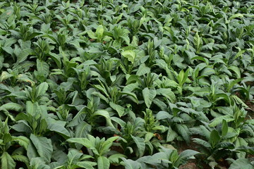 Tobacco Fields