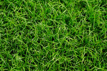 green grass texture