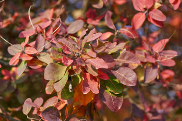 yellow and red leaves of Cotinus coggygria , close up