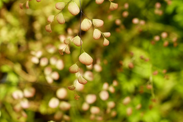 Closeup to a Black Maidenhair fern (Adiantum capillus-veneris)