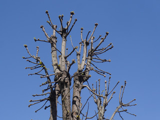 Bare tree branches against the sky