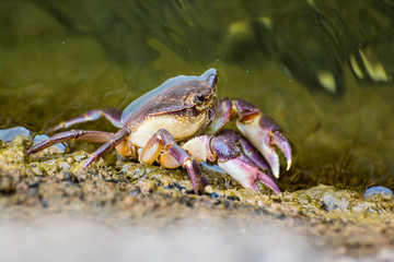 Crab living in Ohrid lake in albanian part of lake