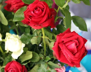Big red roses for sale