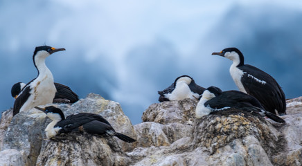Blue-eyed shag colony, Damoy Point, a headland, entrance point to the harbour of Port Lockroy, Antarctic Peninsula, Antarctica