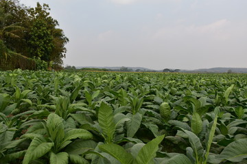 Tobacco Fields