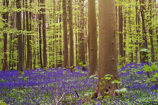 spring in the blue forest