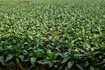 Tobacco Fields