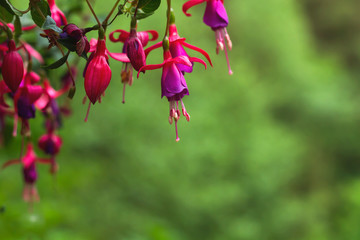 fuchsia regia flowers