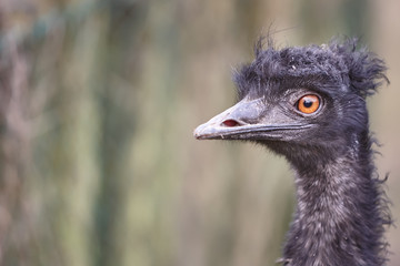 Close up of the head of an emu against blurred background