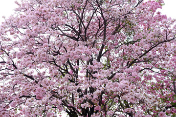 Fototapeta premium Pink trumpet tree (Tabebuia rosea), The beauty of pink flowers that are blooming in the winter