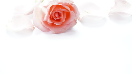 Pink roses on a white background