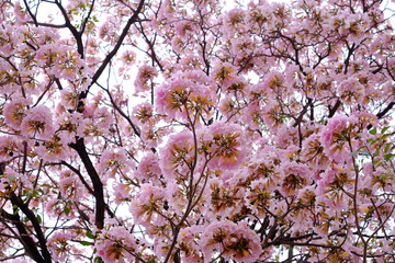Pink trumpet tree (Tabebuia rosea), The beauty of pink flowers that are blooming in the winter