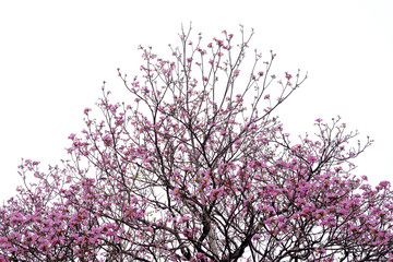 Pink trumpet tree (Tabebuia rosea), The beauty of pink flowers that are blooming in the winter