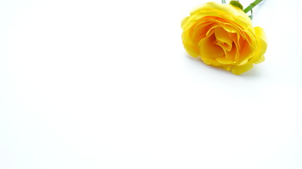 Yellow roses on a white background