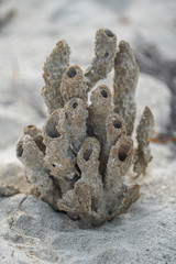 marine tubular dried plants