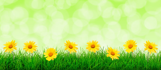 Fototapeta na wymiar Wide natural flowers and green grass meadow on an abstract green background in close-up with copy space for your advertisement