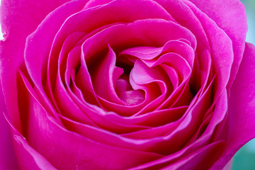 Pink rose bud close up. Beautiful purple rose. Floral background and texture. 