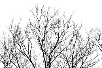 branch of tree silhouette on white background