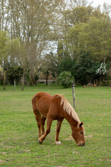 Grazing brown Horse on the green Pasture