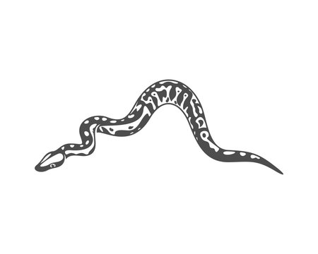Python snake logo vector, Animal graphic, Snake design Template illustration
