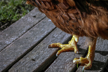 poor chicken with deformed feet