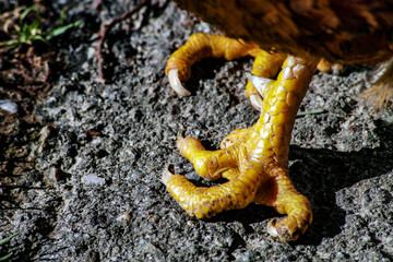 poor chicken with deformed feet