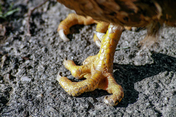 poor chicken with deformed feet