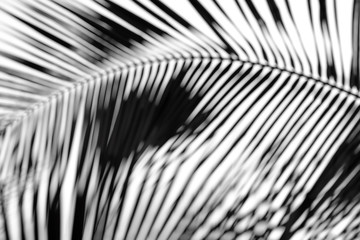 blur of silhouette coconut leaf on white background