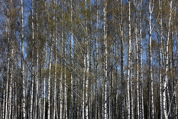 Spring. A bright sunny day. A birchwood. On branches there are ear rings and young green leaves. Between white trunks the blue sky is visible.