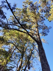 Sunlight passing through branches on the pine forest path in northern Thailand