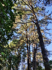 Sunlight passing through branches on the pine forest path in northern Thailand