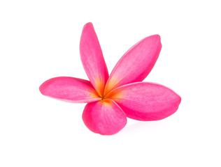 Fototapeta na wymiar frangipani flower isolated on white