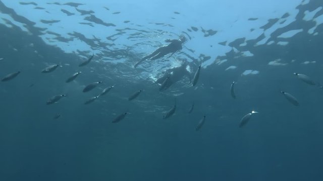 Two snorkelers man and woman swims on surface of blue water and look at on school of fish floating under them. school of fish Saddled Seabream, Saddle bream or Oblade (Oblada melanura)