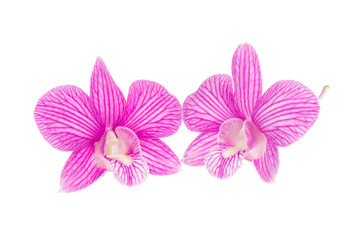Obraz premium pink orchid flowers isolated on white background