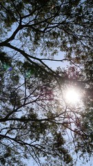 Sun shining through the trees in the forest