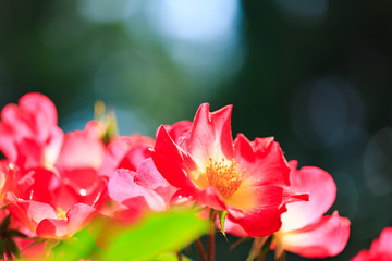 Fototapeta premium 薔薇