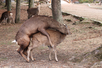 Accouplement de daims (Nara - Japon)