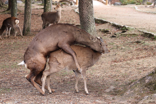 Accouplement de daims (Nara - Japon)