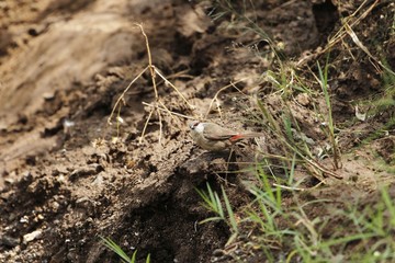 Crimson-rumped waxbill, Estrilda rhodopyga