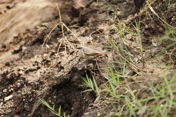 Crimson-rumped waxbill, Estrilda rhodopyga