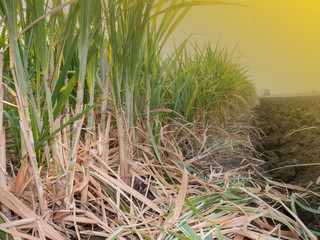 Economic sugarcane plantation