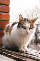 Fototapeta na wymiar Homeless cat in cold weather, sitting on a brick windowsill, portrait of calico