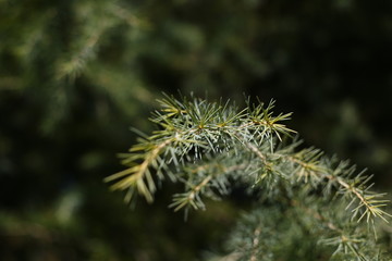 pine branch with cones